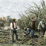 The Breakdown of the Plantation System