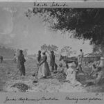 James Hopkinson’s Plantation Planting Sweet Potato