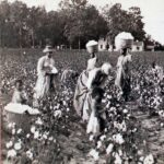 Women Carrying Baskets of Cotton, While Others Pick, Small Children in Foreground